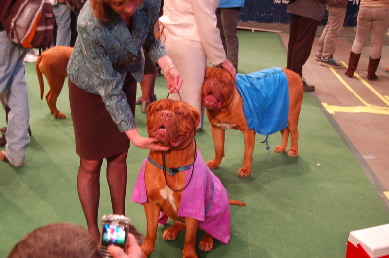 Illustration for article titled Calling Off The Dogs: Day 2 At Westminster